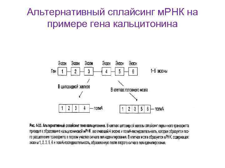 Альтернативный сплайсинг м. РНК на примере гена кальцитонина 