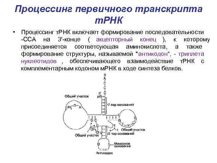 Процессинг первичного транскрипта    т. РНК • Процессинг т. РНК включает формирование