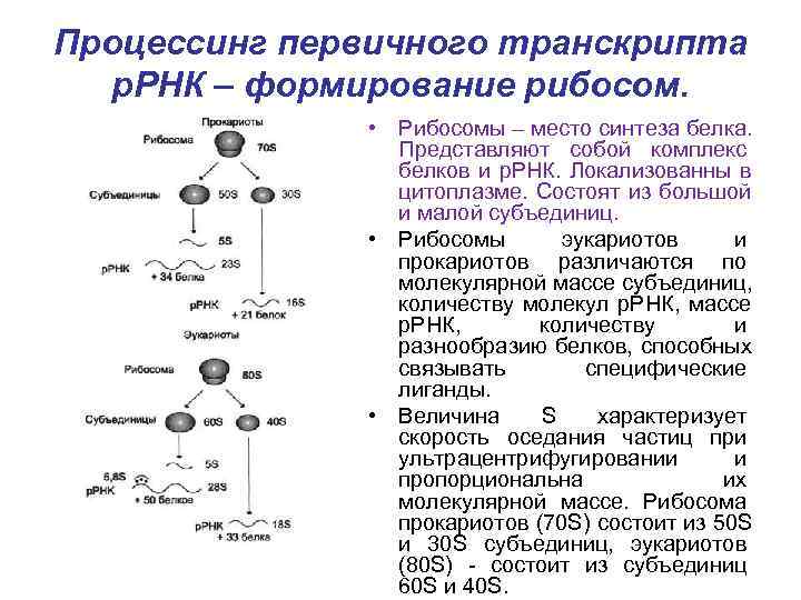 Процессинг первичного транскрипта  р. РНК – формирование рибосом.   • Рибосомы –