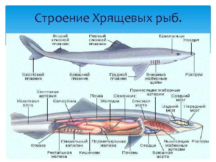 Строение Хрящевых рыб.  