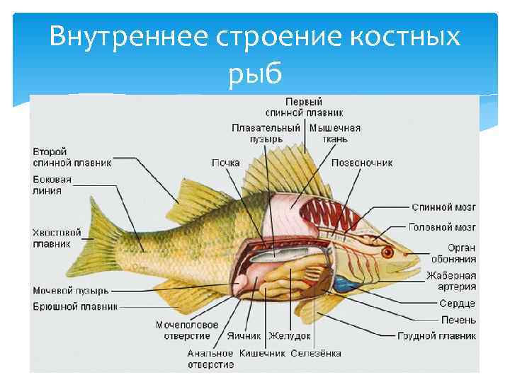 Внутреннее строение костных   рыб 