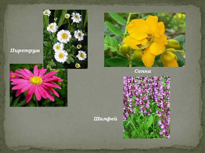 Пиретрум    Сенна    Шалфей 