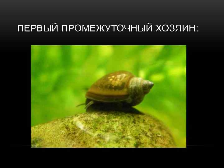 ПЕРВЫЙ ПРОМЕЖУТОЧНЫЙ ХОЗЯИН: 