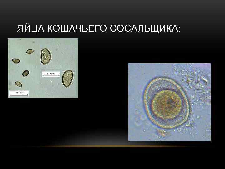 ЯЙЦА КОШАЧЬЕГО СОСАЛЬЩИКА: 