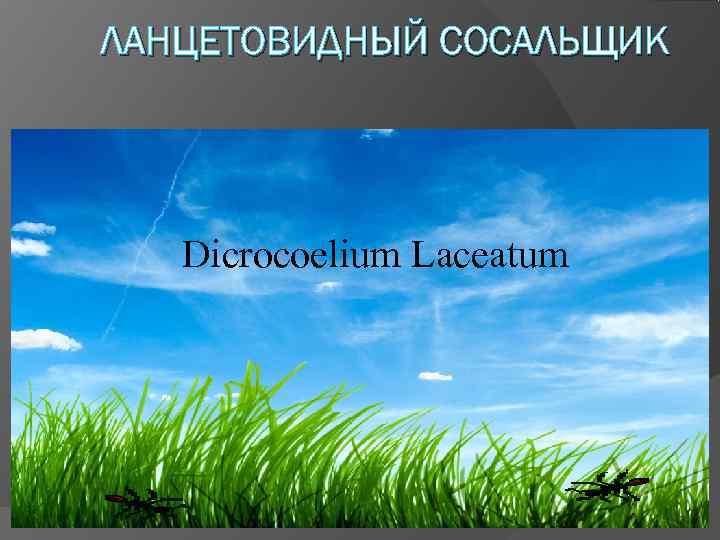 ЛАНЦЕТОВИДНЫЙ СОСАЛЬЩИК  Dicrocoelium Laceatum 