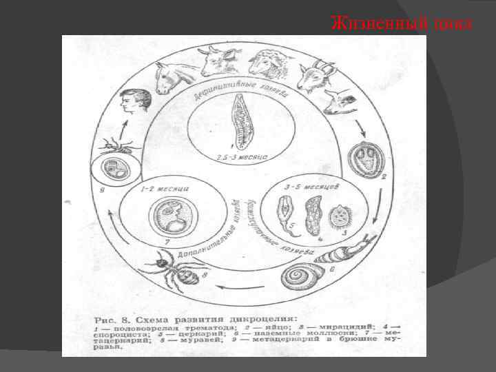 Жизненный цикл ланцетовидного сосальщика схема с описанием