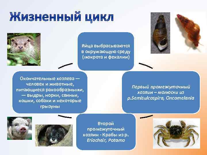      Яйца выбрасываются     в окружающую среду