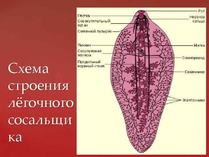 Схема строения лёгочного сосальщи ка 