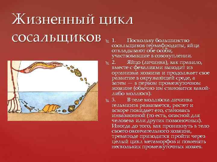 Жизненный цикл сосальщиков    1. Поскольку большинство    сосальщиков гермафродиты,