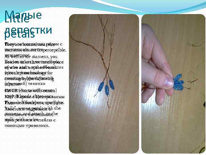 Малые Little лепестки petals Располагаются они рядом с They are located near the тычинками,