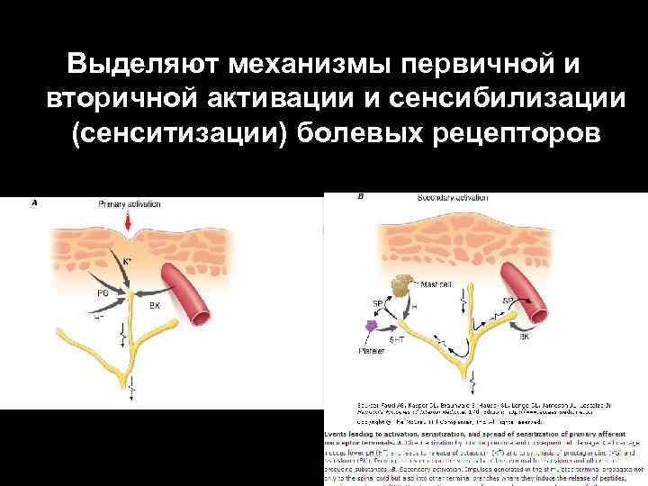  Выделяют механизмы первичной и вторичной активации и сенсибилизации  (сенситизации) болевых рецепторов 
