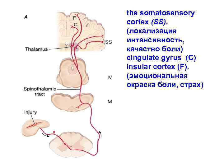 the somatosensory cortex (SS).  (локализация интенсивность,  качество боли) cingulate gyrus (C) insular