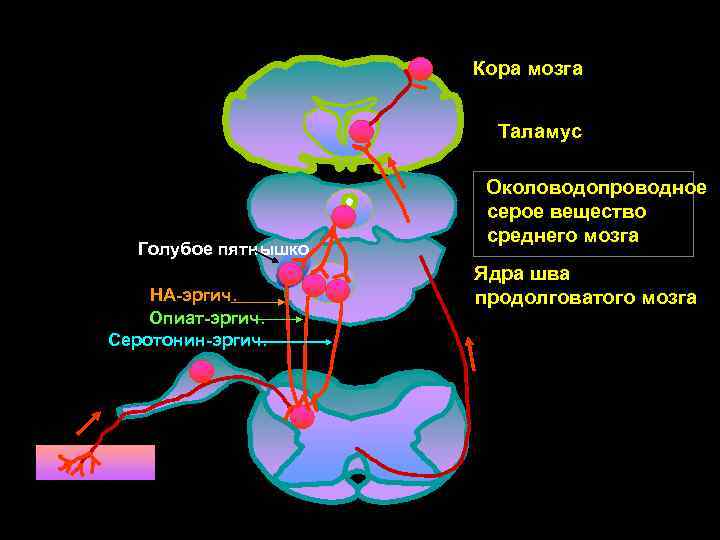      Кора мозга     Таламус  