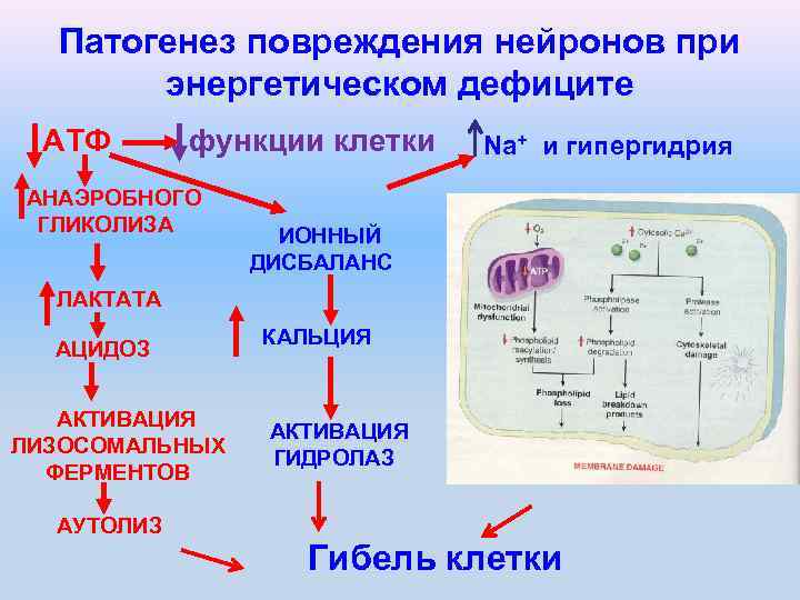   Патогенез повреждения нейронов при   энергетическом дефиците АТФ   функции