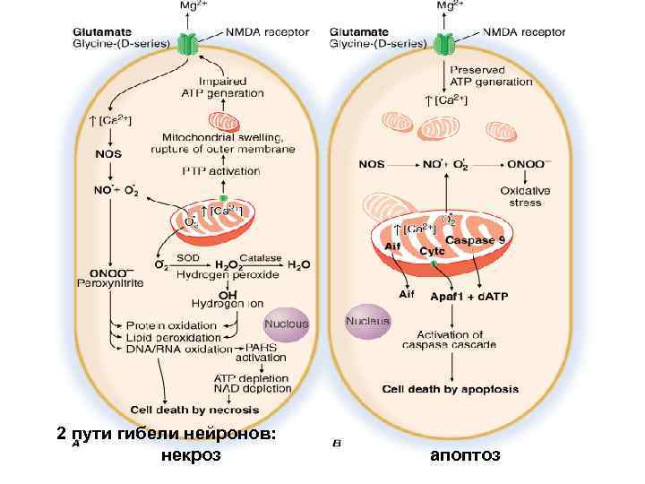 2 пути гибели нейронов:    некроз      