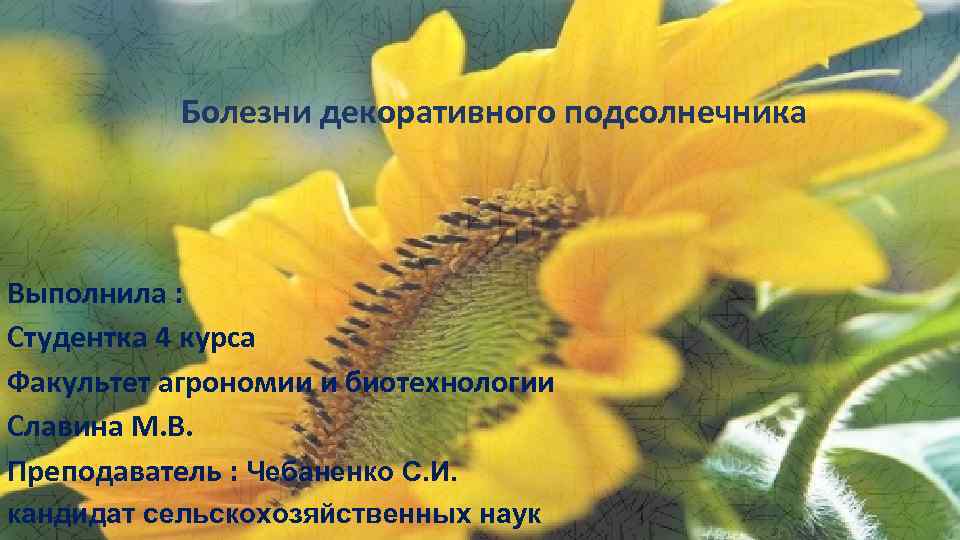     Болезни декоративного подсолнечника Выполнила : Студентка 4 курса Факультет агрономии