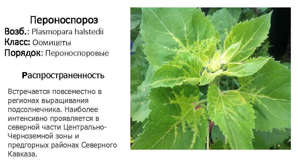   Пероноспороз  Возб. : Plasmopara halstedii Класс: Оомицеты  Порядок: Пероноспоровые 