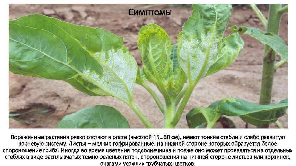     Симптомы  Пораженные растения резко отстают в росте (высотой 15…