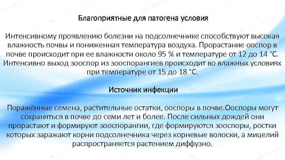     Благоприятные для патогена условия Интенсивному проявлению болезни на подсолнечнике способствуют