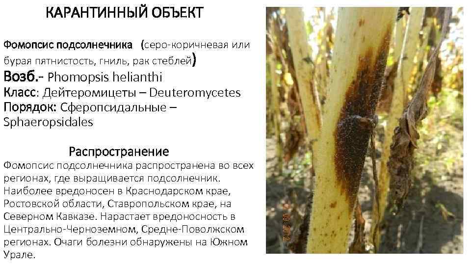   КАРАНТИННЫЙ ОБЪЕКТ Фомопсис подсолнечника  (серо-коричневая или бурая пятнистость, гниль, рак стеблей)