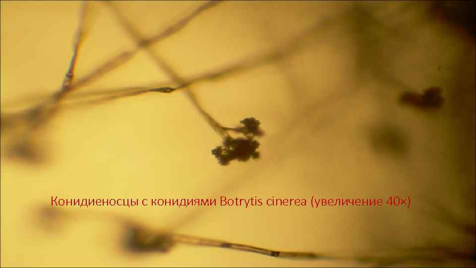 Конидиеносцы с конидиями Botrytis cinerea (увеличение 40×) 