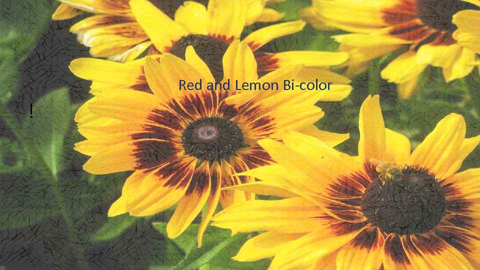   Red and Lemon Bi-color ! 