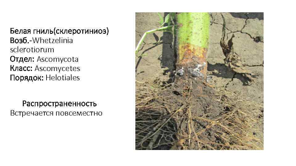 Белая гниль(склеротиниоз) Возб. -Whetzelinia sclerotiorum Отдел: Ascomycota Класс: Ascomycetes Порядок: Helotiales  Распространенность Встречается