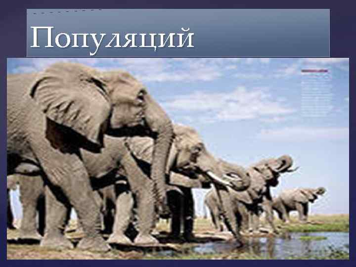Популяций { Популяций {