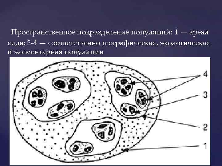 Пространственное подразделение популяций: 1 — ареал вида; 2 -4 — соответственно географическая, экологическая Пространственное подразделение популяций: 1 — ареал вида; 2 -4 — соответственно географическая, экологическая