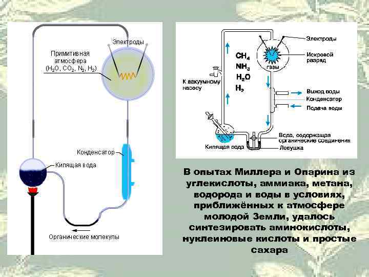 В опытах Миллера и Опарина из углекислоты, аммиака, метана, водорода и воды в условиях,