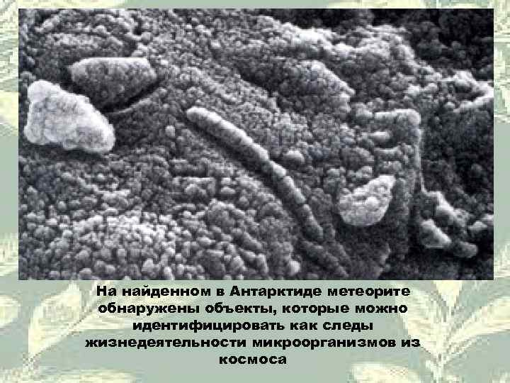 На найденном в Антарктиде метеорите обнаружены объекты, которые можно идентифицировать как следы жизнедеятельности