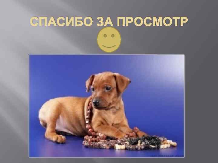 СПАСИБО ЗА ПРОСМОТР 