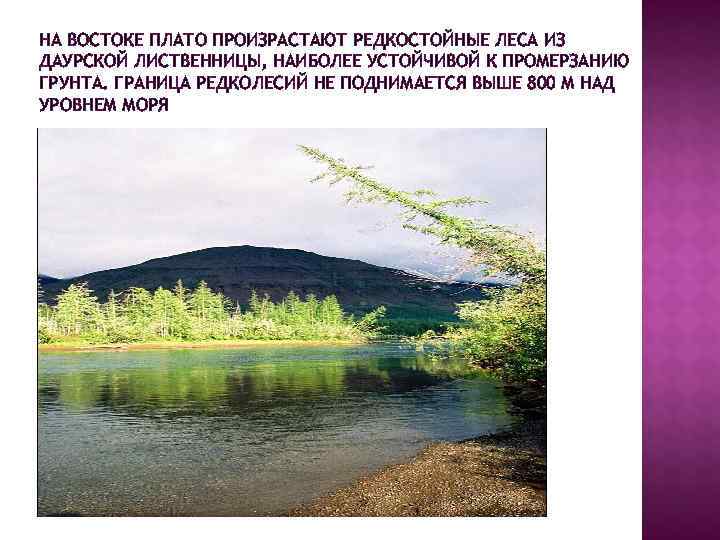 НА ВОСТОКЕ ПЛАТО ПРОИЗРАСТАЮТ РЕДКОСТОЙНЫЕ ЛЕСА ИЗ ДАУРСКОЙ ЛИСТВЕННИЦЫ, НАИБОЛЕЕ УСТОЙЧИВОЙ К ПРОМЕРЗАНИЮ ГРУНТА.
