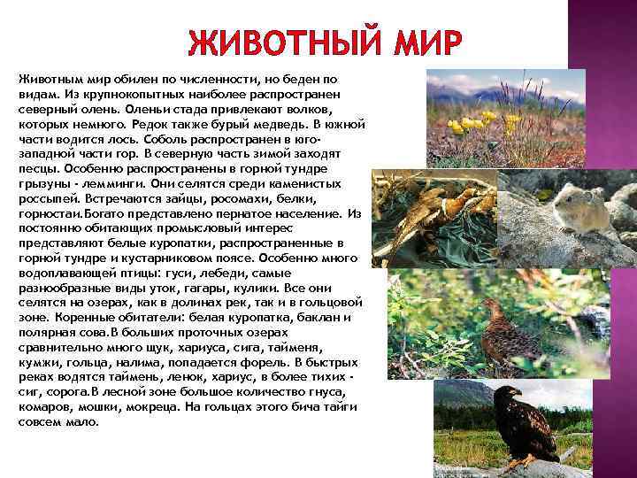      ЖИВОТНЫЙ МИР Животным мир обилен по численности, но беден