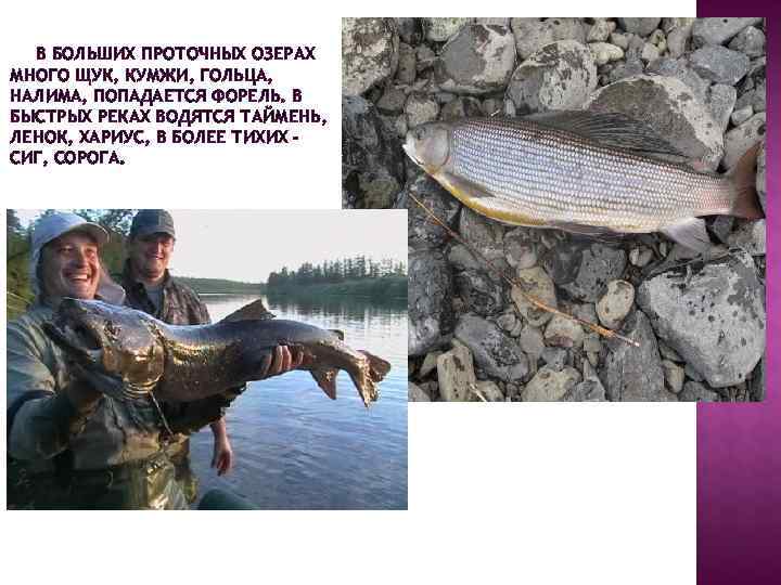  В БОЛЬШИХ ПРОТОЧНЫХ ОЗЕРАХ МНОГО ЩУК, КУМЖИ, ГОЛЬЦА, НАЛИМА, ПОПАДАЕТСЯ ФОРЕЛЬ. В БЫСТРЫХ