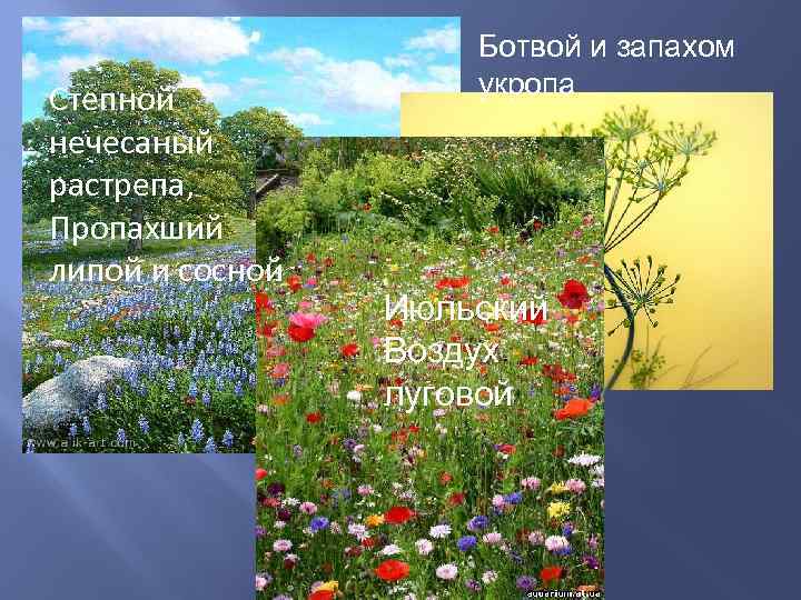      Ботвой и запахом     укропа Степной