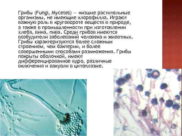 Грибы (Fungi, Mycetes) — низшие растительные организмы, не имеющие хлорофилла. Играют важную роль в
