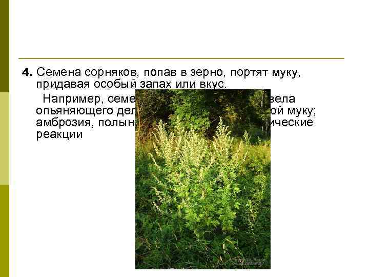 Сорные травы список и фото их