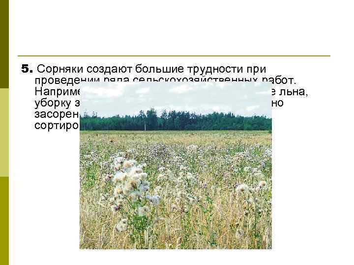 5. Сорняки создают большие трудности проведении ряда сельскохозяйственных работ. Например, сорняки затрудняют теребление льна,