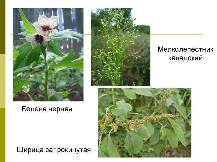 Мелколепестник канадский Белена черная Щирица запрокинутая 