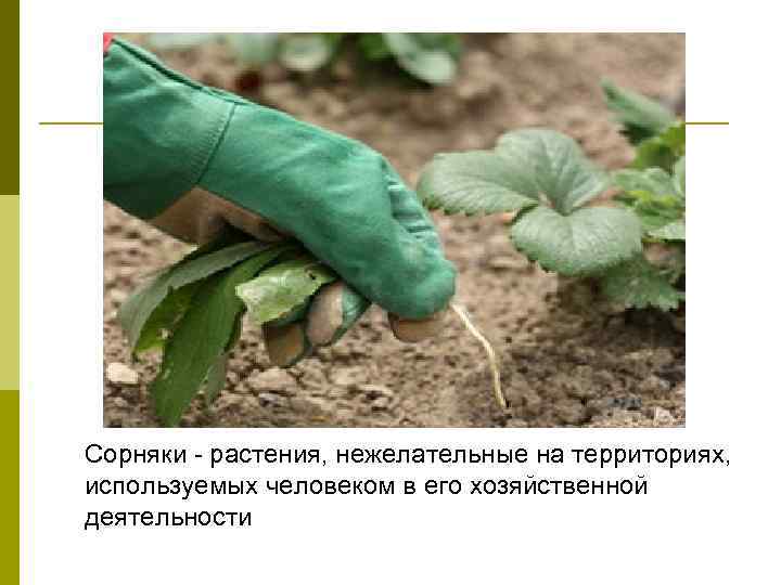 Сорняки - растения, нежелательные на территориях, используемых человеком в его хозяйственной деятельности 