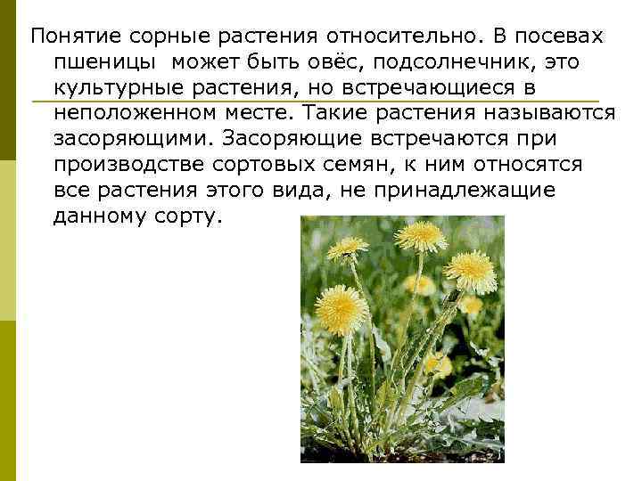 Понятие сорные растения относительно. В посевах пшеницы может быть овёс, подсолнечник, это культурные растения,