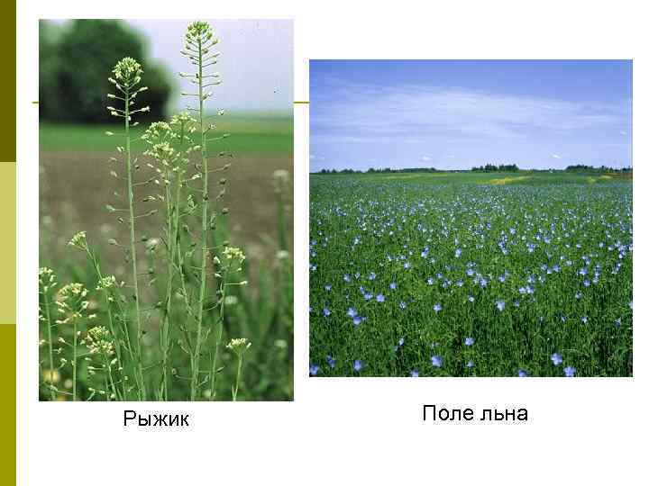 Рыжик Поле льна 