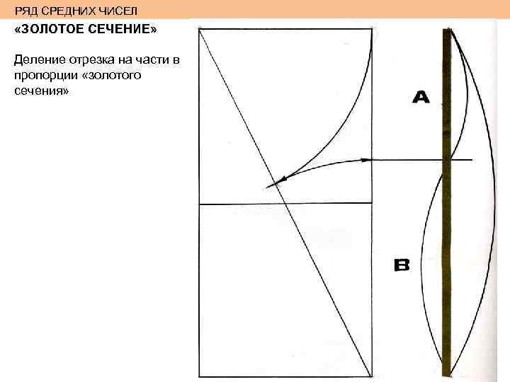 РЯД СРЕДНИХ ЧИСЕЛ «ЗОЛОТОЕ СЕЧЕНИЕ» Деление отрезка на части в пропорции «золотого сечения» 