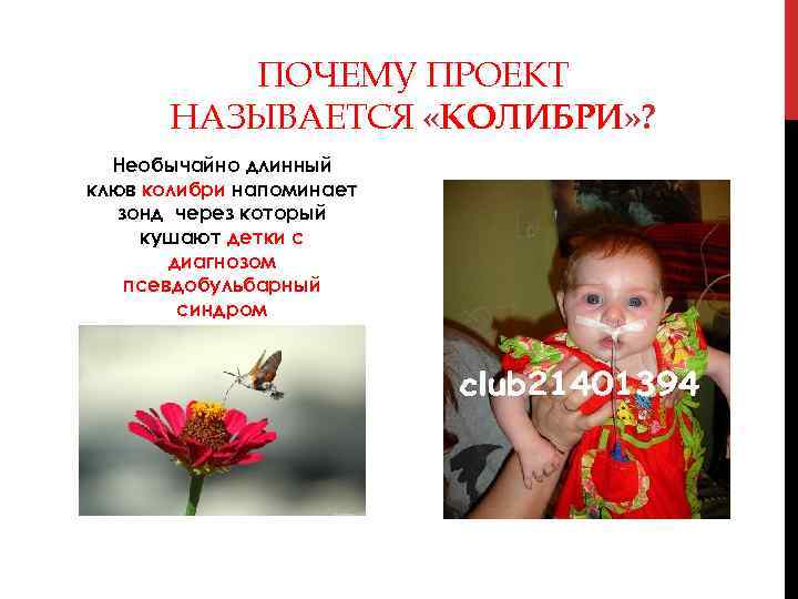 ПОЧЕМУ ПРОЕКТ НАЗЫВАЕТСЯ «КОЛИБРИ» ? Необычайно длинный клюв колибри напоминает зонд через который кушают