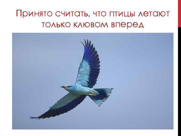 Принято считать, что птицы летают только клювом вперед 