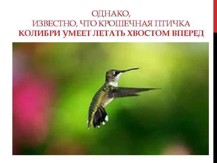 ОДНАКО, ИЗВЕСТНО, ЧТО КРОШЕЧНАЯ ПТИЧКА КОЛИБРИ УМЕЕТ ЛЕТАТЬ ХВОСТОМ ВПЕРЕД 