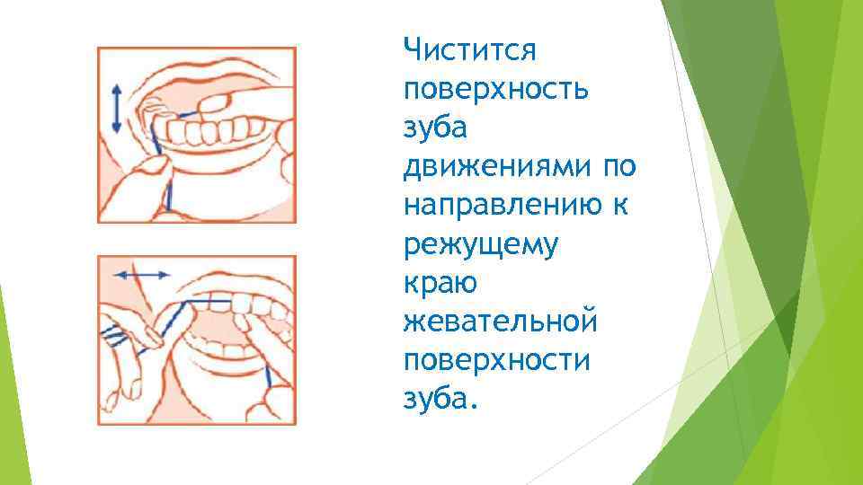 Чистится поверхность зуба движениями по направлению к режущему краю жевательной поверхности зуба. 