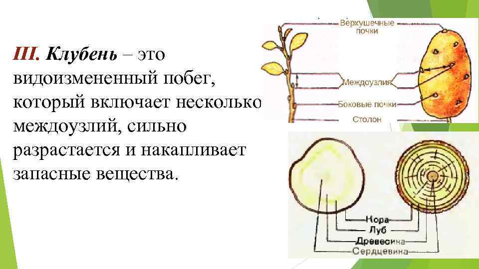 III. Клубень – это видоизмененный побег, который включает несколько междоузлий, сильно разрастается и накапливает