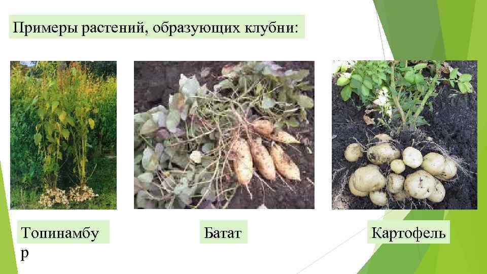 Картофель примеры растений